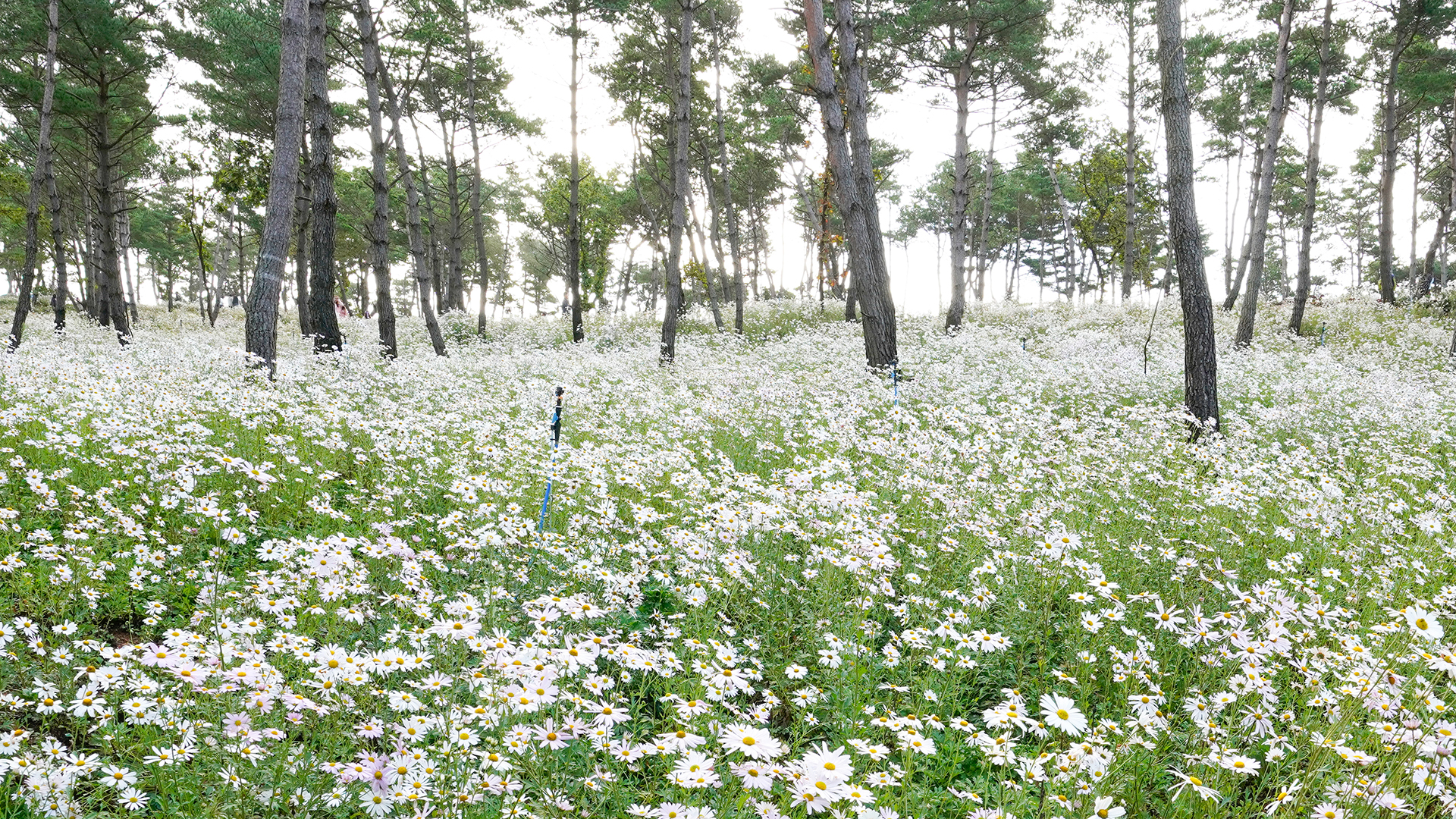 감악산 별바람언덕
